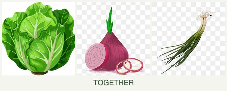 Can you plant lettuce, onions and chives together?