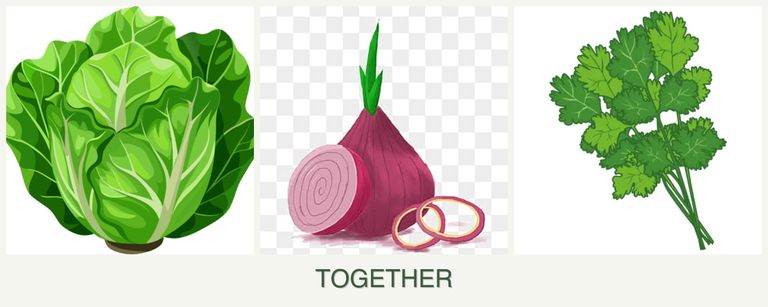 Can you plant lettuce, onions and cilantro together?