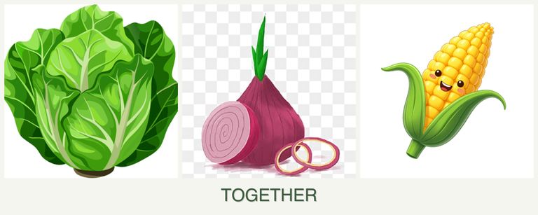 Can you plant lettuce, onions and corn together?