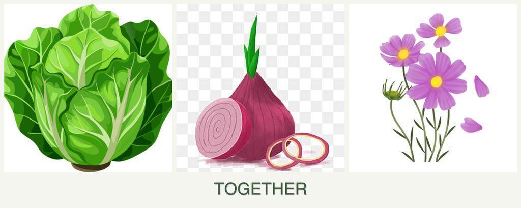 Can you plant lettuce, onions and cosmos together?