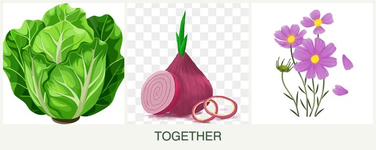 Can you plant lettuce, onions and cosmos together?