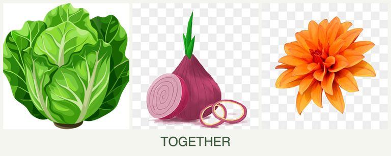 Can you plant lettuce, onions and dahlias together?