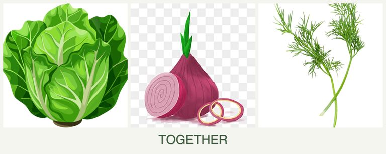 Can you plant lettuce, onions and dill together?