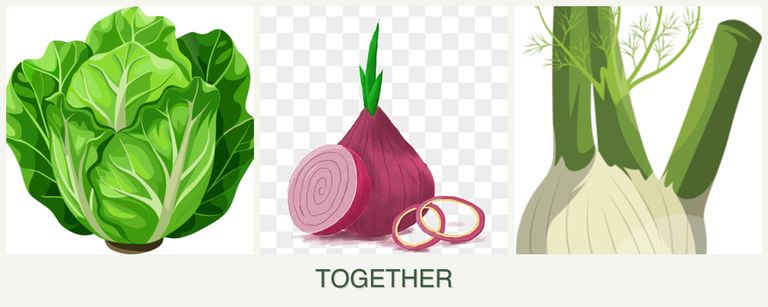 Can you plant lettuce, onions and fennel together?