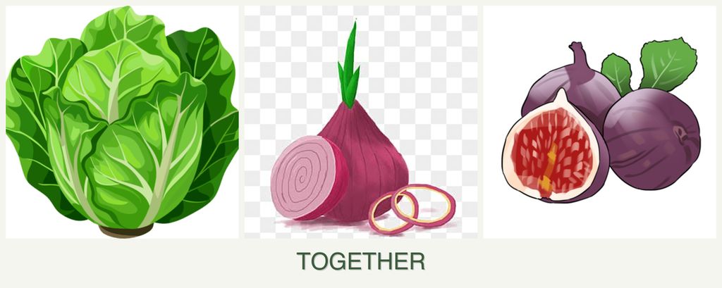 Can you plant lettuce, onions and figs together?