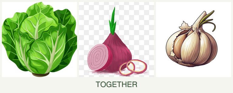 Can you plant lettuce, onions and garlic together?