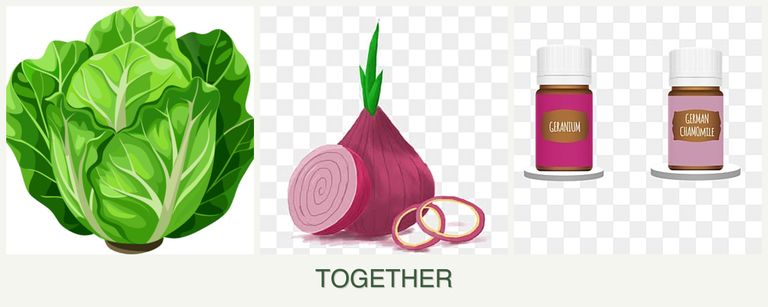 Can you plant lettuce, onions and geraniums together?