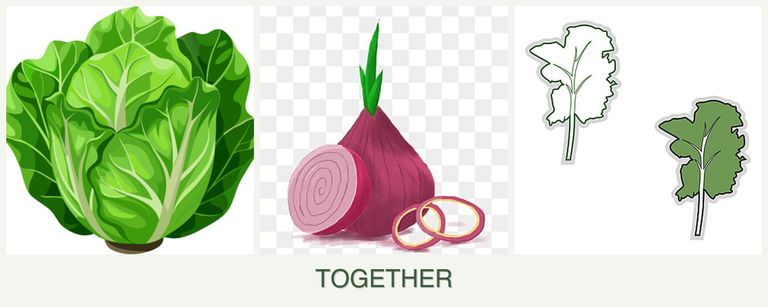 Can you plant lettuce, onions and kale together?