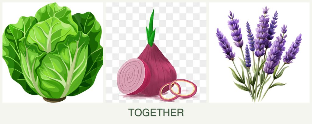 Can you plant lettuce, onions and lavender together?