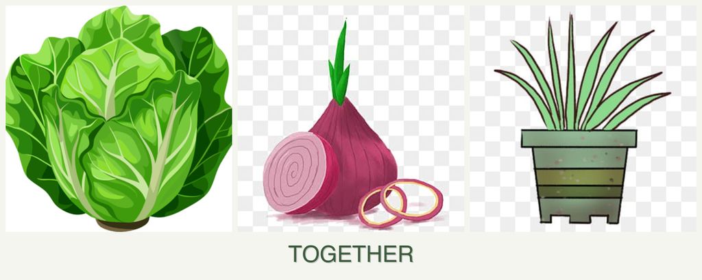 Can you plant lettuce, onions and lemongrass together?