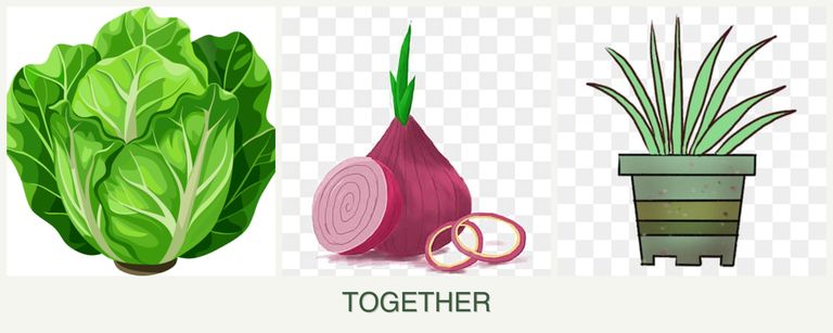 Can you plant lettuce, onions and lemongrass together?