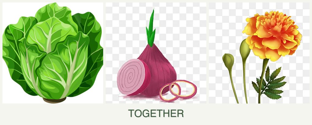 Can you plant lettuce, onions and marigolds together?