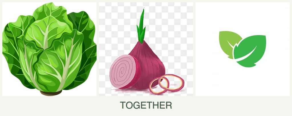 Can you plant lettuce, onions and mint together?