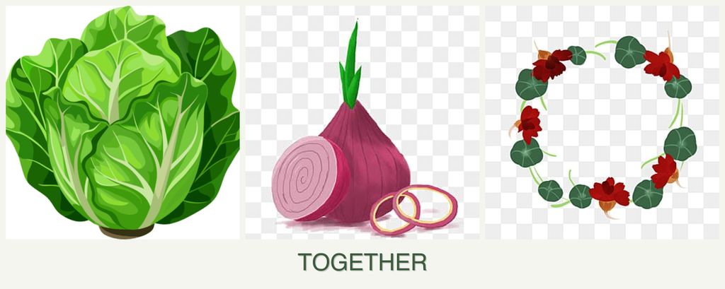 Can you plant lettuce, onions and nasturtiums together?