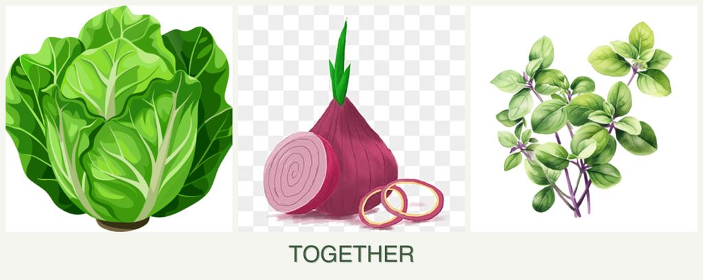 Can you plant lettuce, onions and oregano together?