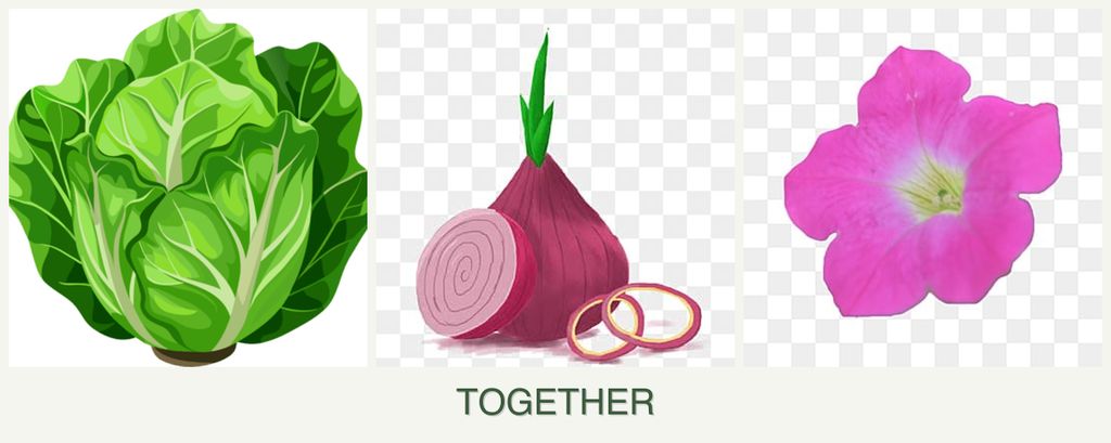 Can you plant lettuce, onions and petunias together?