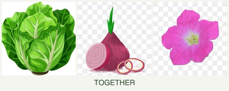 Can you plant lettuce, onions and petunias together?