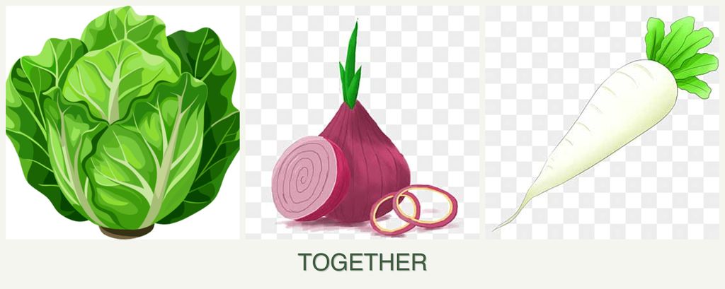 Can you plant lettuce, onions and radishes together?