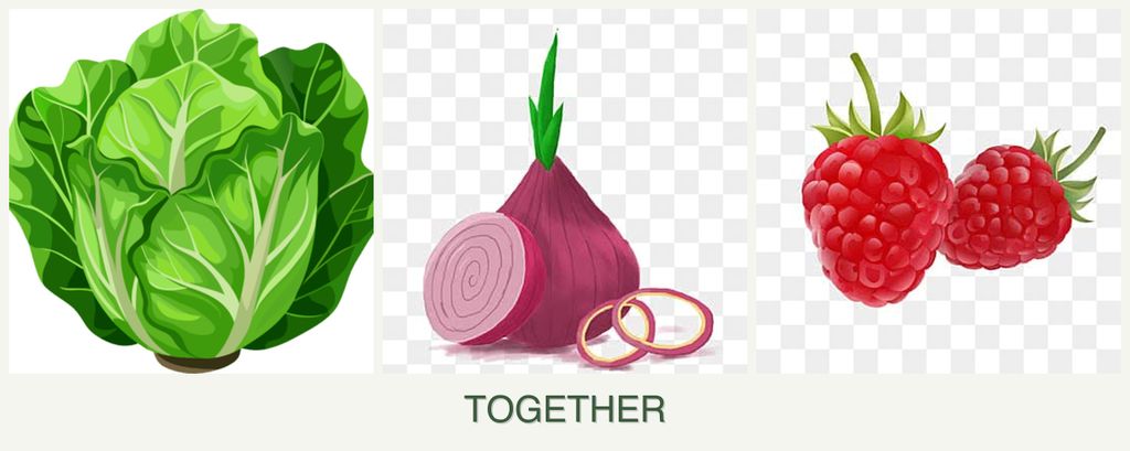 Can you plant lettuce, onions and raspberries together?