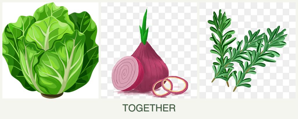 Can you plant lettuce, onions and rosemary together?