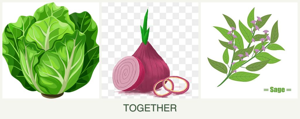 Can you plant lettuce, onions and sage together?