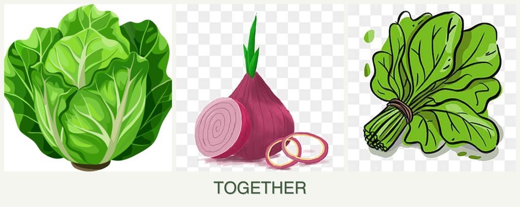 Can you plant lettuce, onions and spinach together?