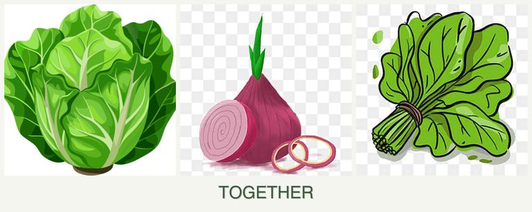 Can you plant lettuce, onions and spinach together?
