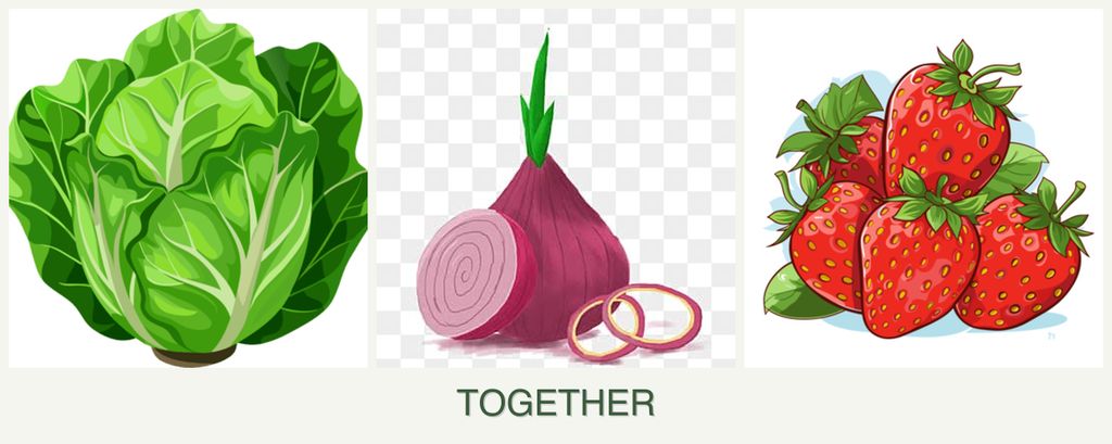 Can you plant lettuce, onions and strawberries together?