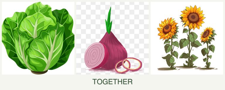 Can you plant lettuce, onions and sunflowers together?