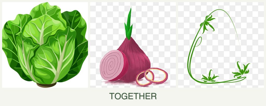Can you plant lettuce, onions and tarragon together?