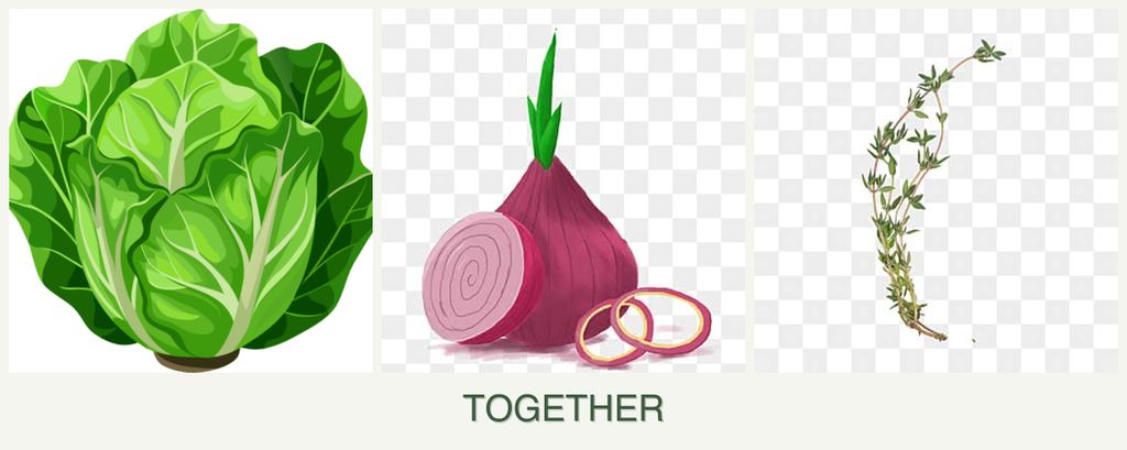 Can you plant lettuce, onions and thyme together?