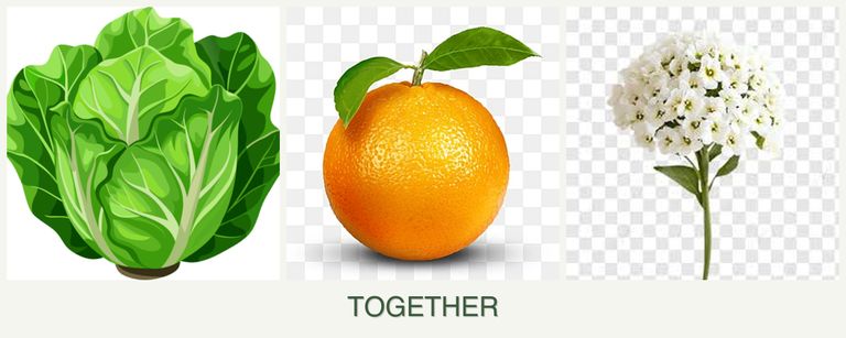 Can you plant lettuce, oranges and alyssum together?