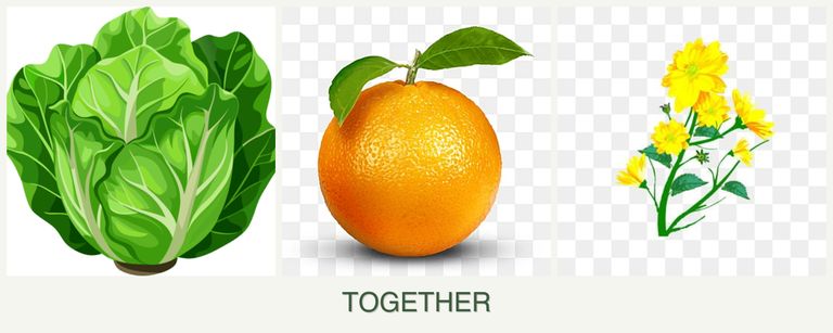 Can you plant lettuce, oranges and calendula together?