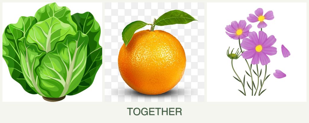 Can you plant lettuce, oranges and cosmos together?