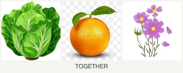 Can you plant lettuce, oranges and cosmos together?