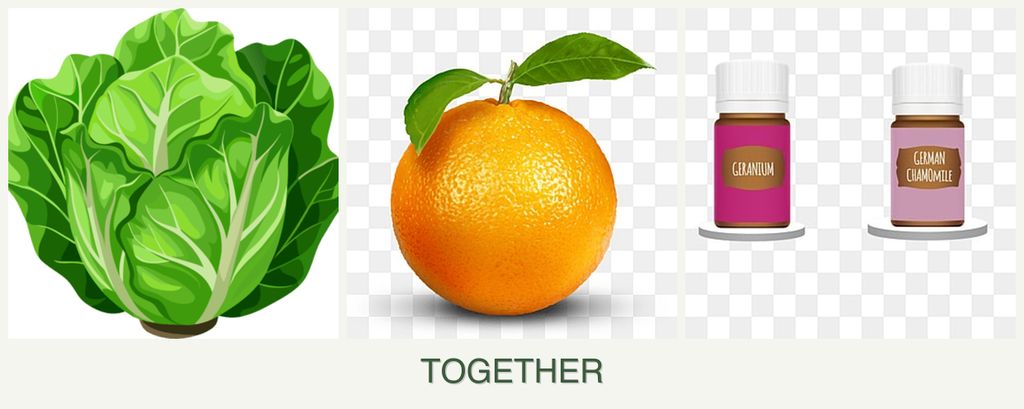 Can you plant lettuce, oranges and geraniums together?