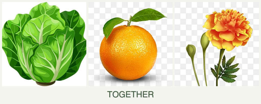 Can you plant lettuce, oranges and marigolds together?