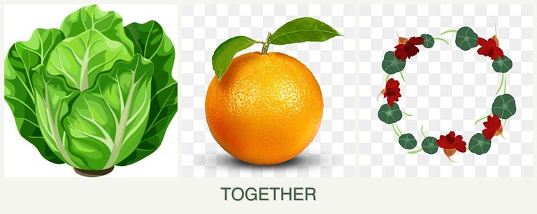 Can you plant lettuce, oranges and nasturtiums together?