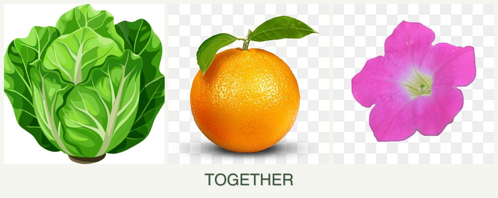 Can you plant lettuce, oranges and petunias together?