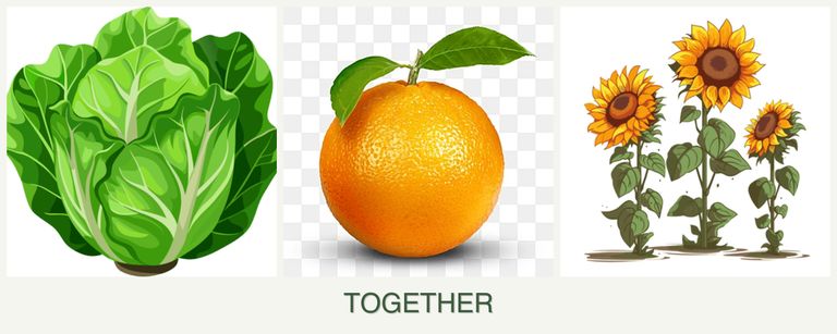 Can you plant lettuce, oranges and sunflowers together?