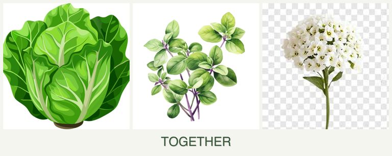 Can you plant lettuce, oregano and alyssum together?