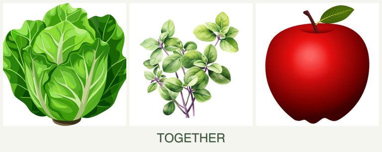 Can you plant lettuce, oregano and apples together?