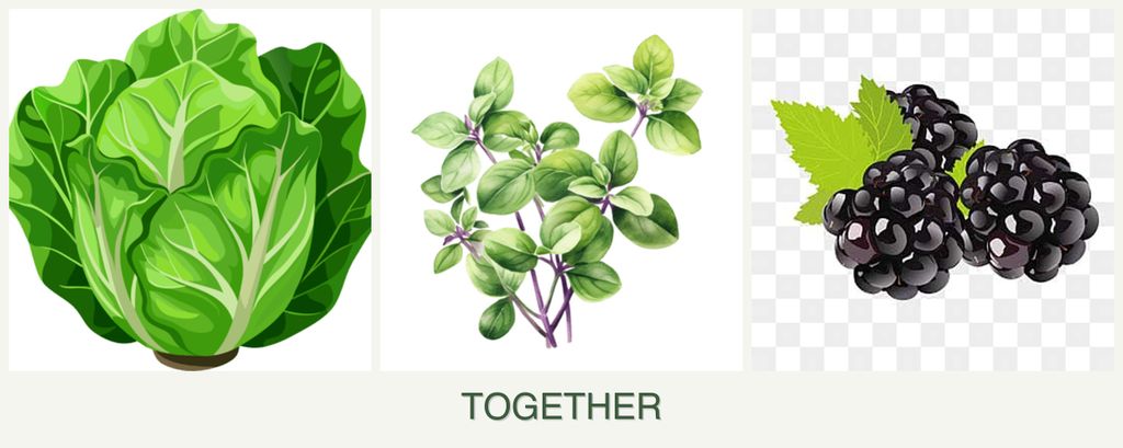 Can you plant lettuce, oregano and blackberries together?