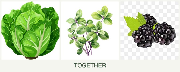 Can you plant lettuce, oregano and blackberries together?