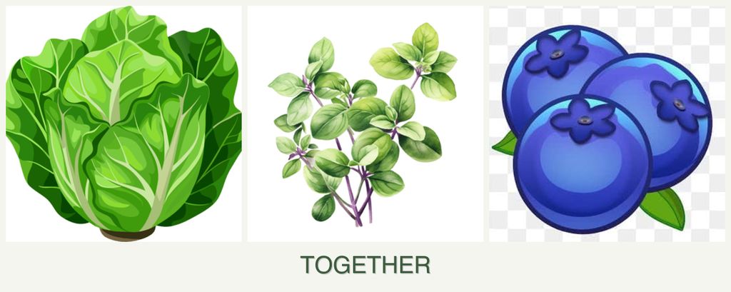 Can you plant lettuce, oregano and blueberries together?