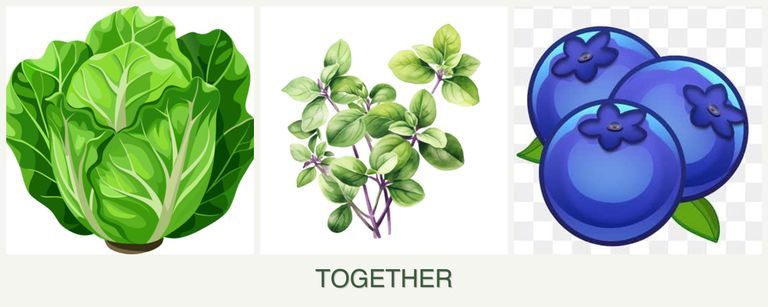 Can you plant lettuce, oregano and blueberries together?