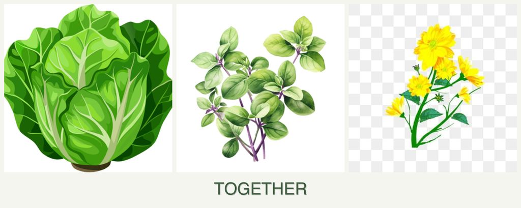Can you plant lettuce, oregano and calendula together?