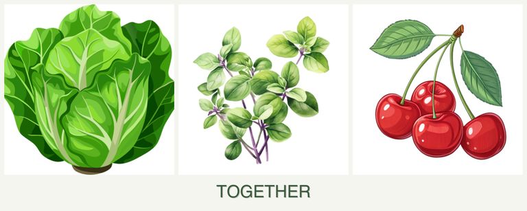 Can you plant lettuce, oregano and cherries together?