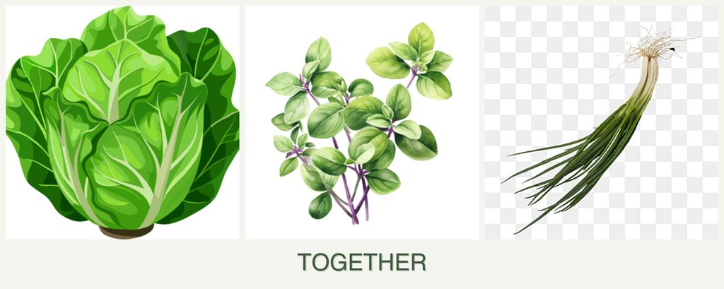 Can you plant lettuce, oregano and chives together?