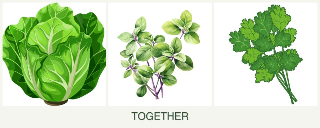 Can you plant lettuce, oregano and cilantro together?